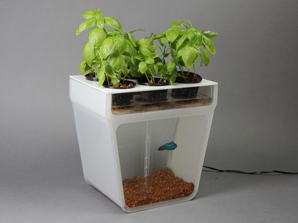 Self-Cleaning fish tanks grows food