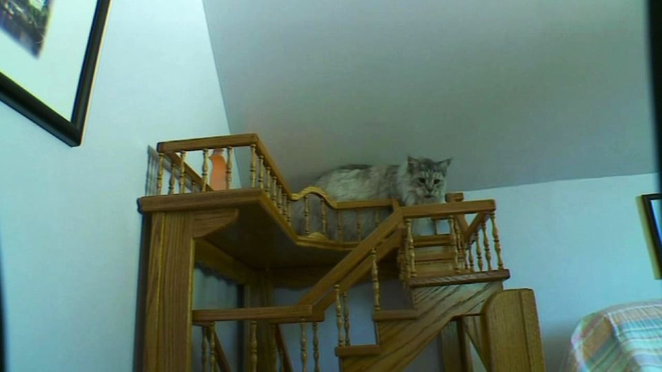 Man Builds Crazy Indoor Playhouse For His Feline Friends In 15 Years Man Builds Crazy Indoor Playhouse For His Feline Friends In 15 Years Time