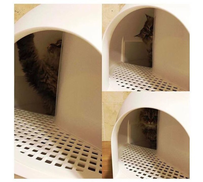 AwardWinning Igloo Cat Litter Box by Pidan Studio