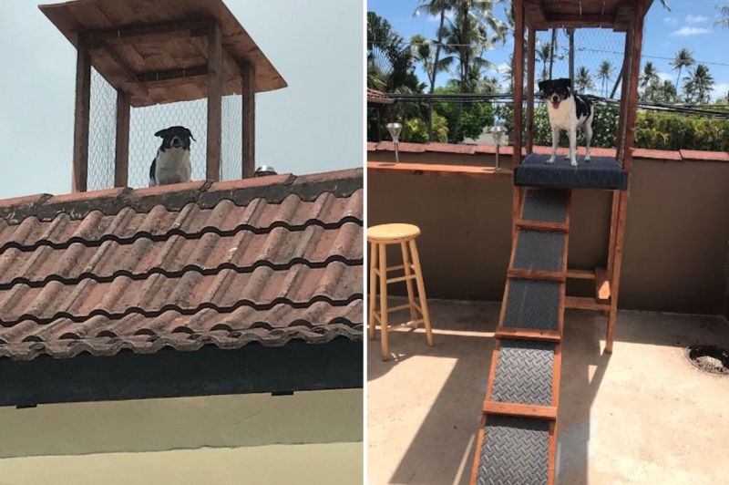 Curious Dog Gets Rooftop Lookout Perch to Keep an Eye on Everyone