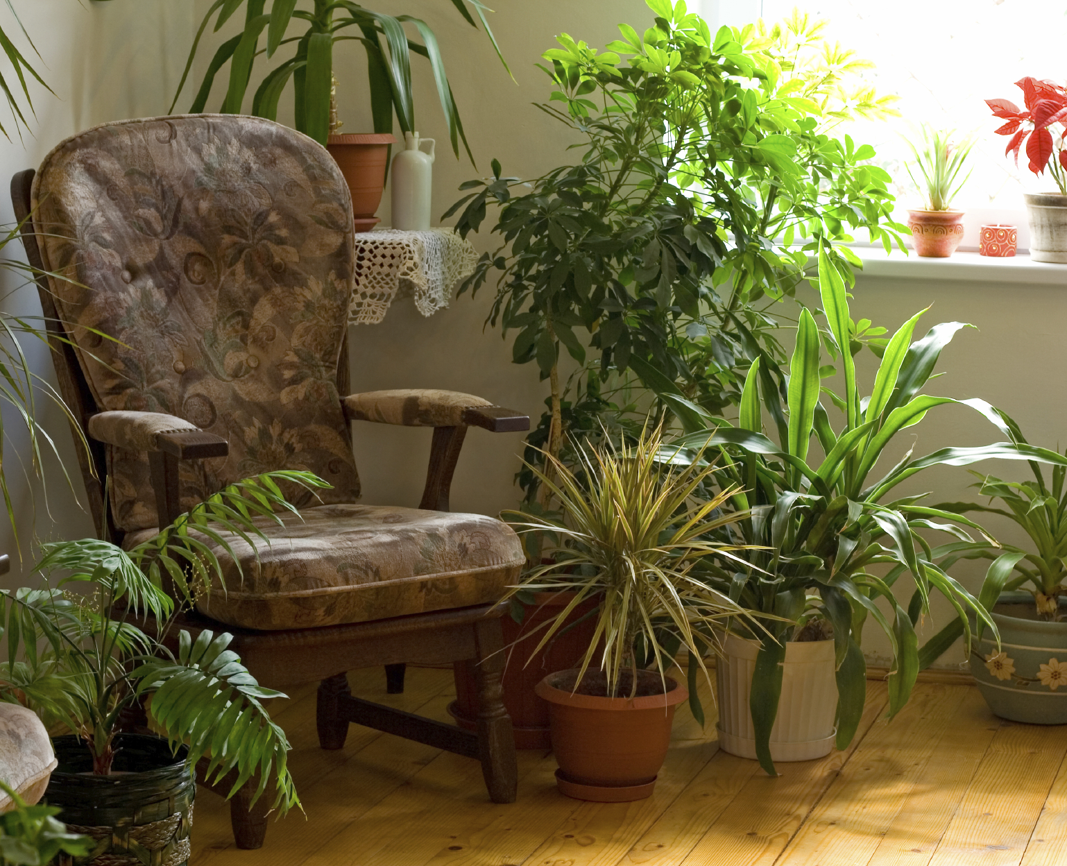 Houseplants To Purify Indoor Home Air HomeCrux houseplants-to-purify-indoor-home-air-homecrux