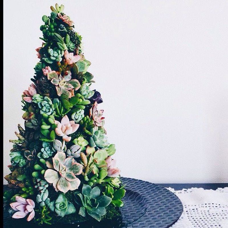 Succulent Christmas tree