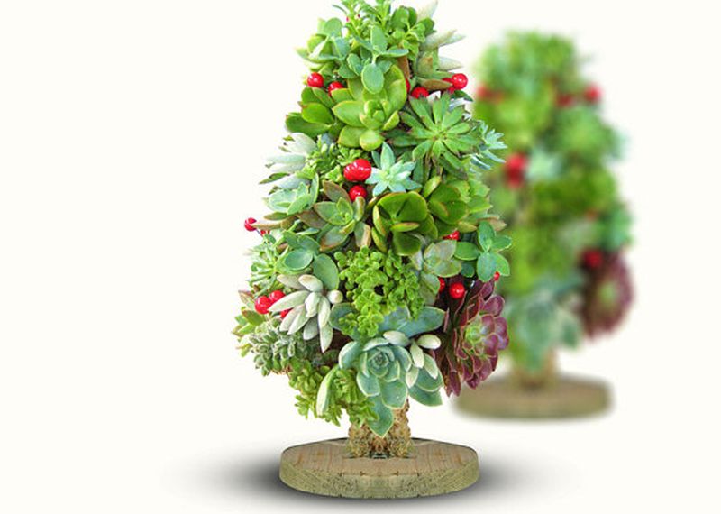 Succulent Christmas tree