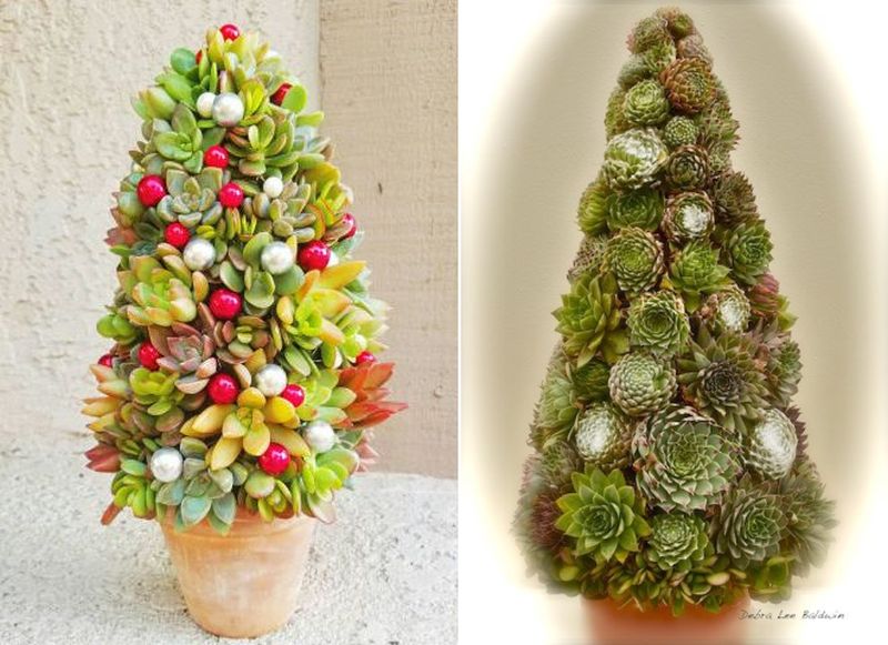 Succulent Christmas tree