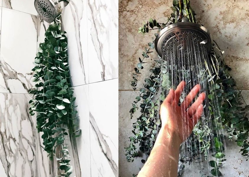 What Is Eucalyptus Shower Why It A Popular Instagram Trend Eucalyptus Shower Is The Latest Decorating Trend Taking Over Instagram