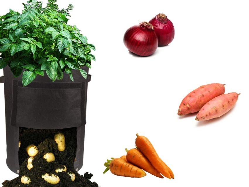 Growsun 10 Gallon Fabric Potato Bag - Gifts for girlfriend