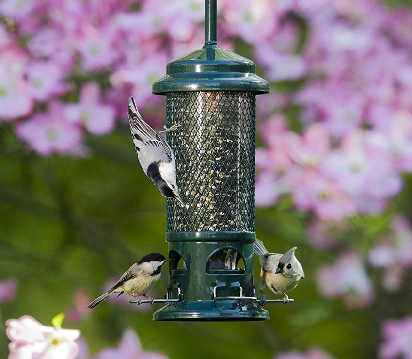 Brome Squirrel Buster bird feeder