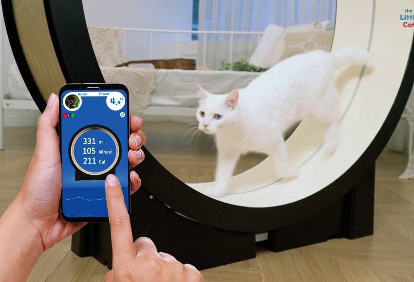 The Little Cat Treadmill - CES 2019