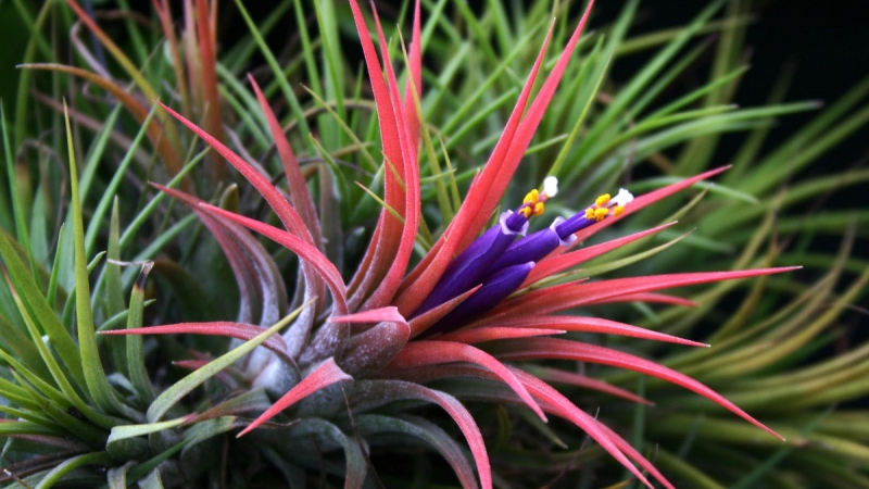 Bromeliad indoor plant
