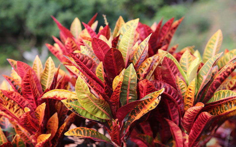 Croton Indoor Plant - Vertical Gardening