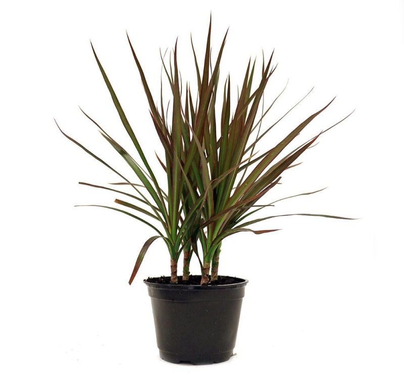 Dracena Indoor plant - vertical gardening