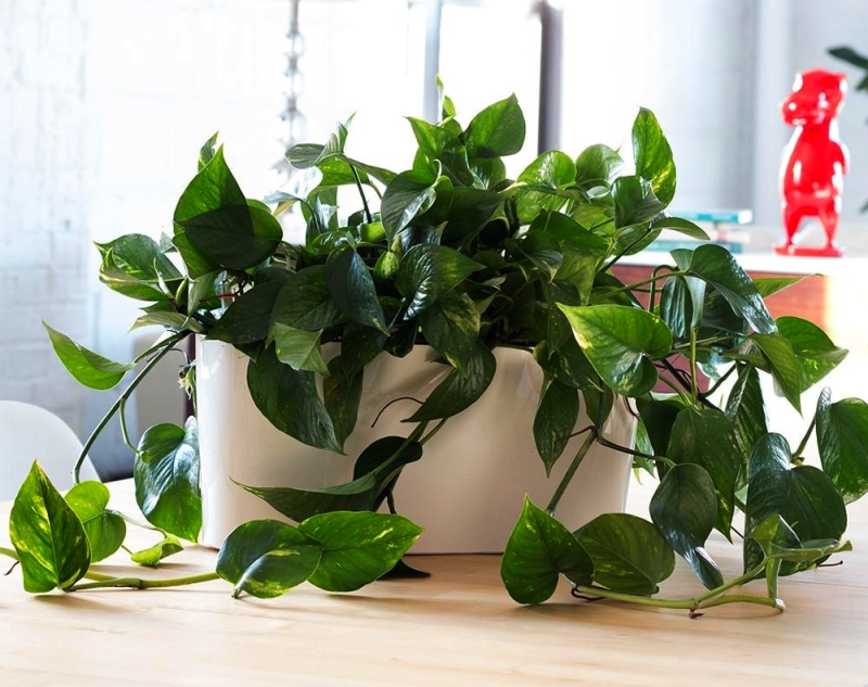 Epipremnum aureum Devil's Ivy - Indoor Planter