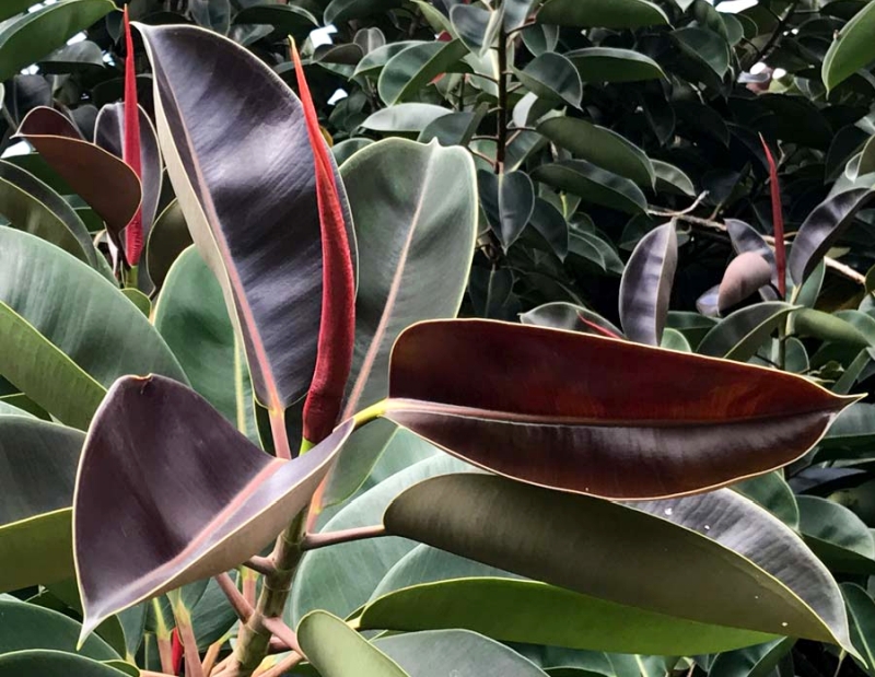 Ficus Leaf indoor plant