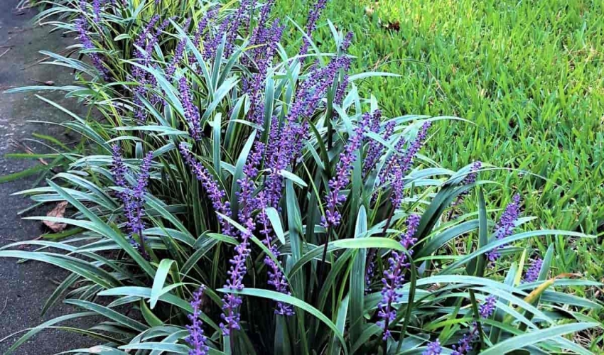 Giant Lilyturf - Indoor Vertical Gardening