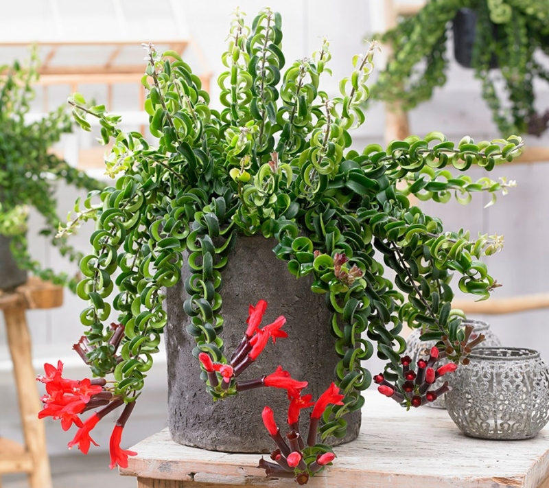 LIpstick plant - Vertical garden planter