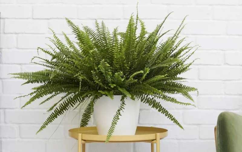 Sword Fern - Vertical Garden Planter
