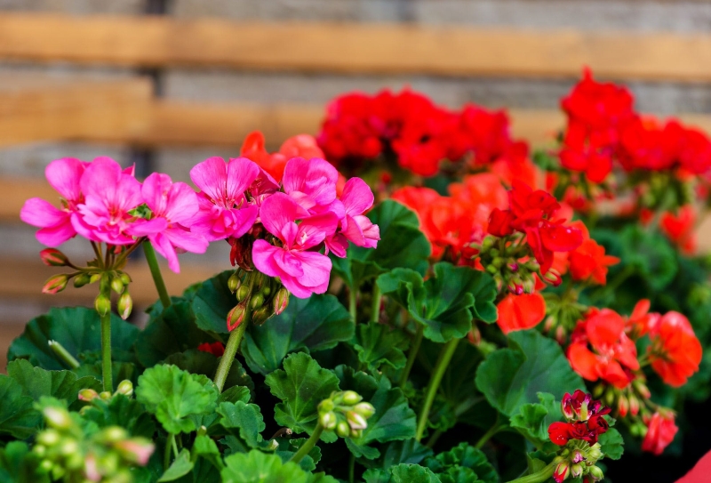 geranium indoor plant