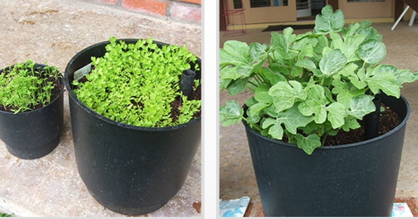 Semi-automated growing plant pots_1