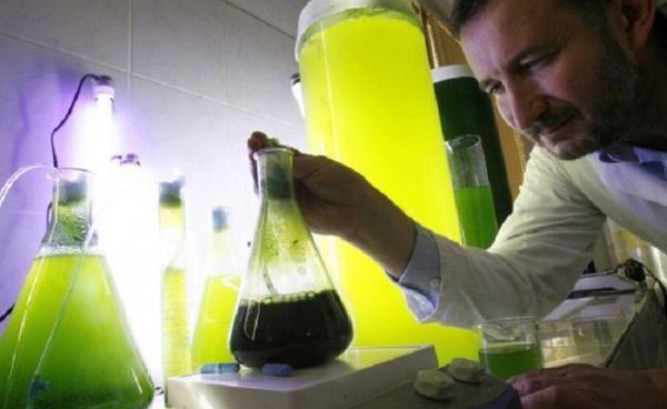 Living microalgae lamp by French Biochemist
