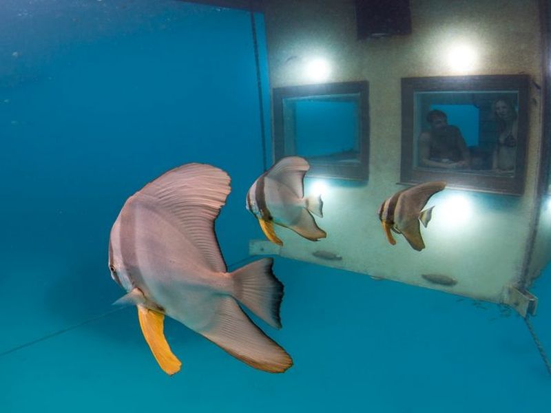 Manta Underwater Room Zanzibar