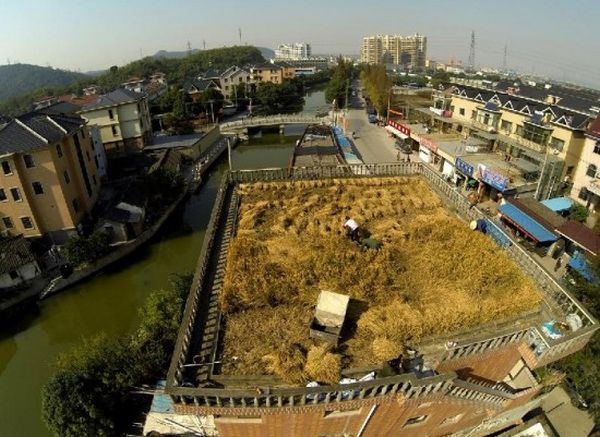 Peng Quigen's roof top farm