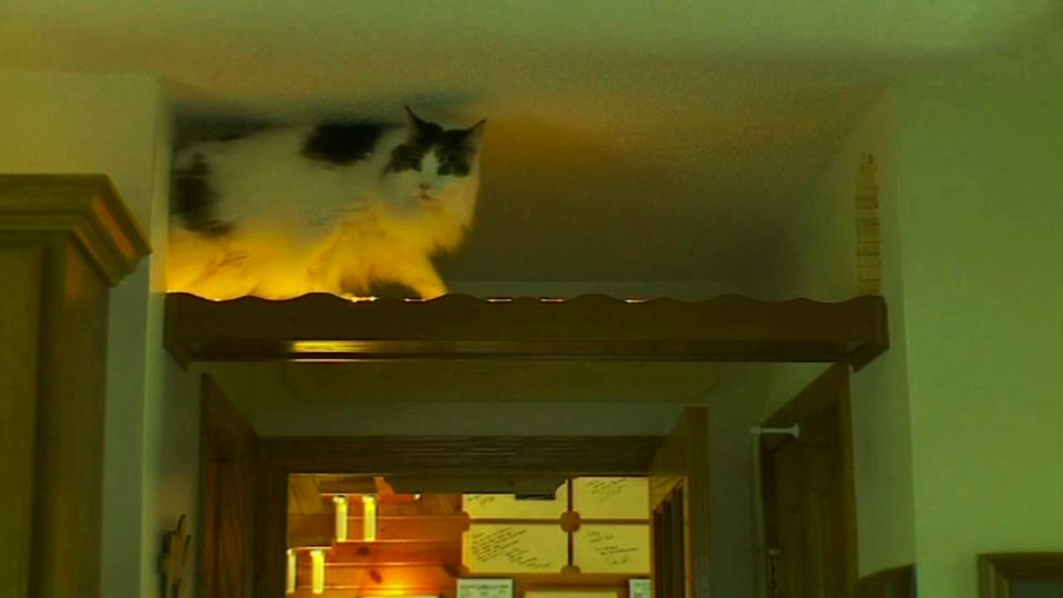Man Builds Indoor Playhouse for his Cats