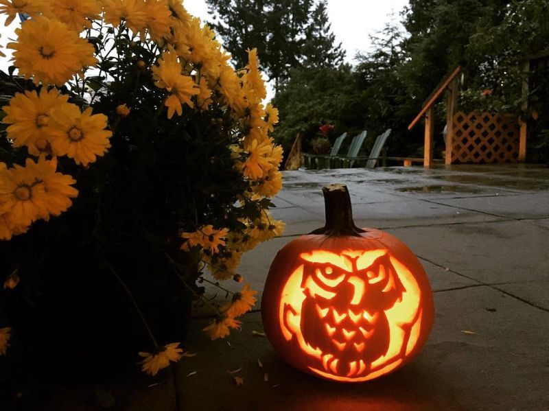 Owl pumpkin