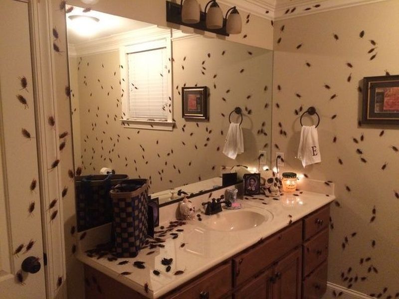 Spiders, mice and bats hanging out in bathroom
