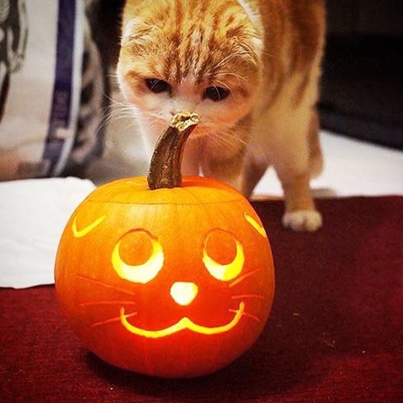 cat pumpkin