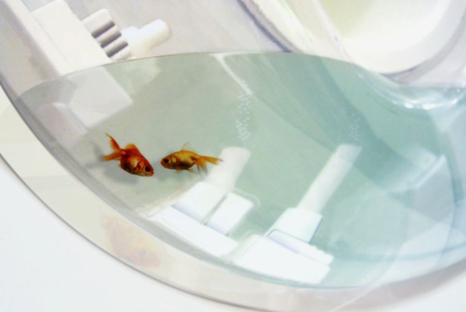 Flying Fish Bowl by Red Edges Design Studio