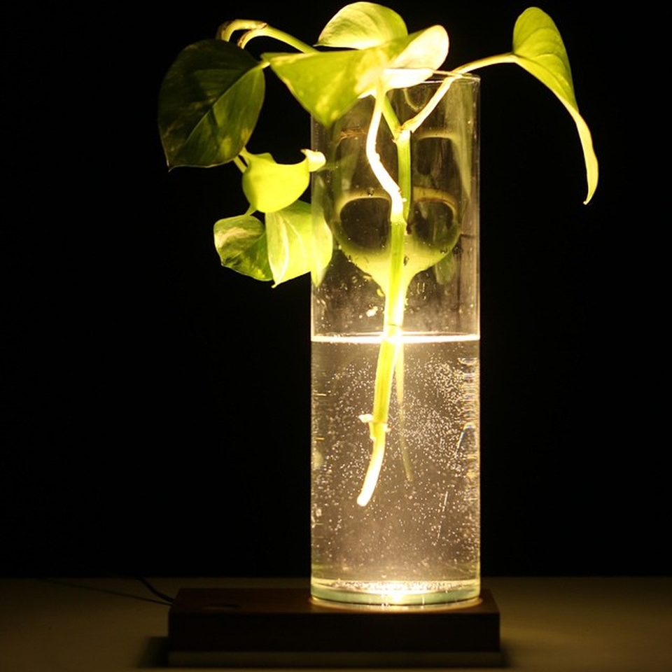 the LED light of the lamp creating beautiful effect on the plant and vase