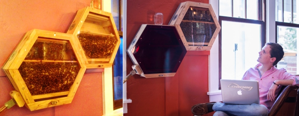Beecosystem Makes Honey Bees Part Of Your Home Decor Homecrux