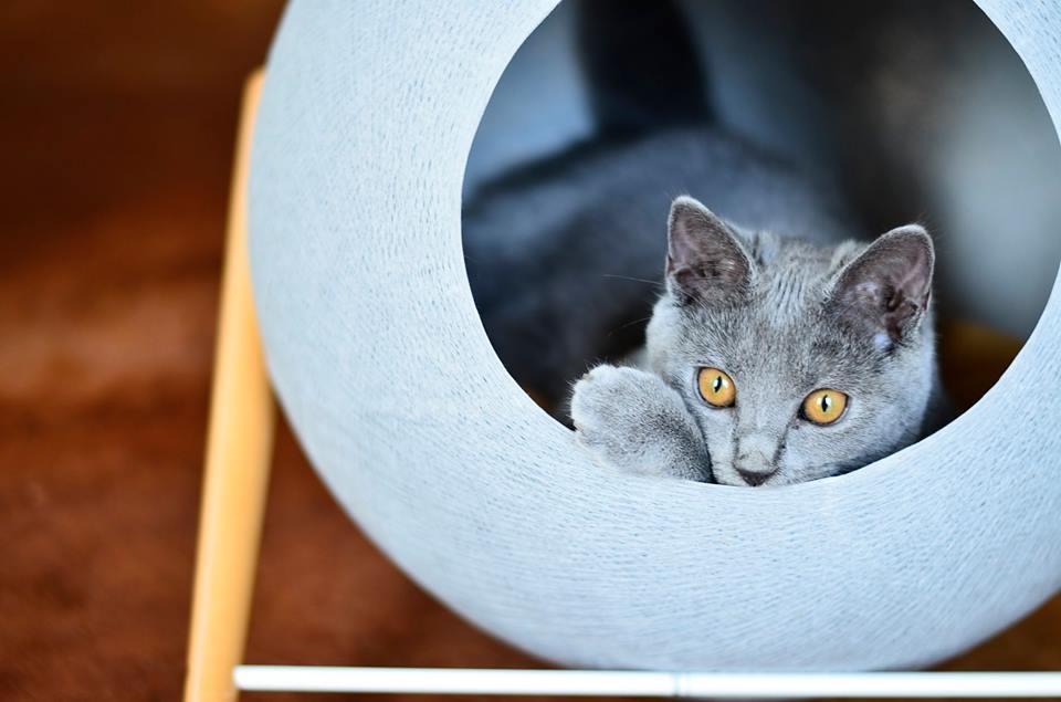 The slanted frames acts as a cat scatcher