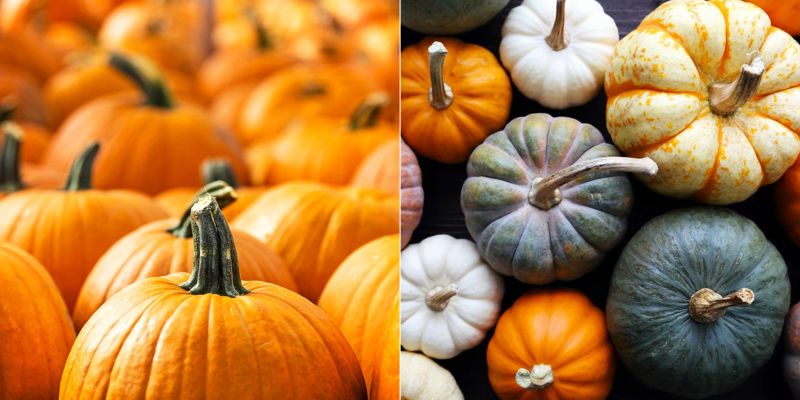 pumpkin carving tips - color and stem