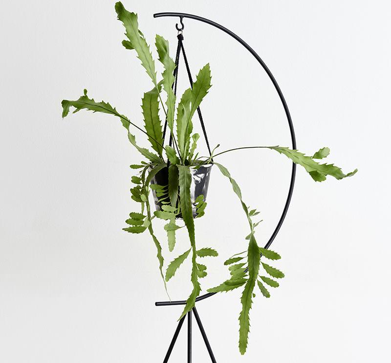 Crescent Plant Stand by Carpa Designs brings greenery in ... Crescent Plant Stand by Carpa Designs brings greenery in ... on Stand For Hanging Plants
id=88020