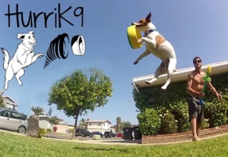 HurriK9 100-feet flying fetch toy