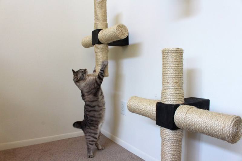 A cute cat scratching the furniture