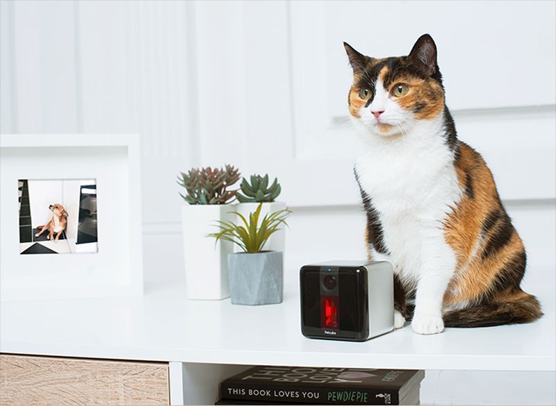 Pet-friendly design and features