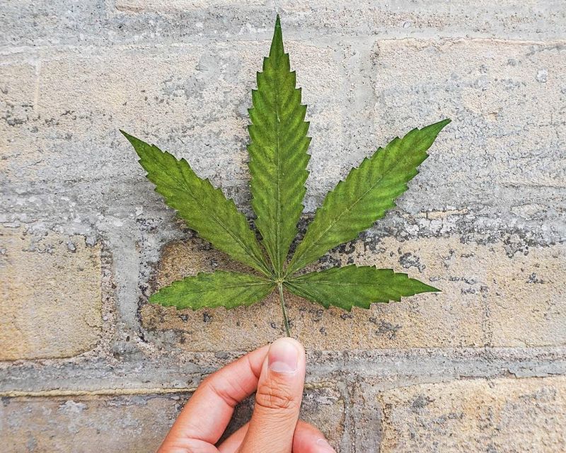 Grow the needed medication faster and healthier