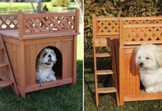 dog house with private rooftop deck