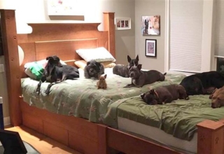 Couple builds a giant bed so their 8 dogs can sleep with them