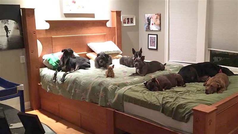 Builds A Giant Bed So Their 8 Dogs Can Sleep With Them