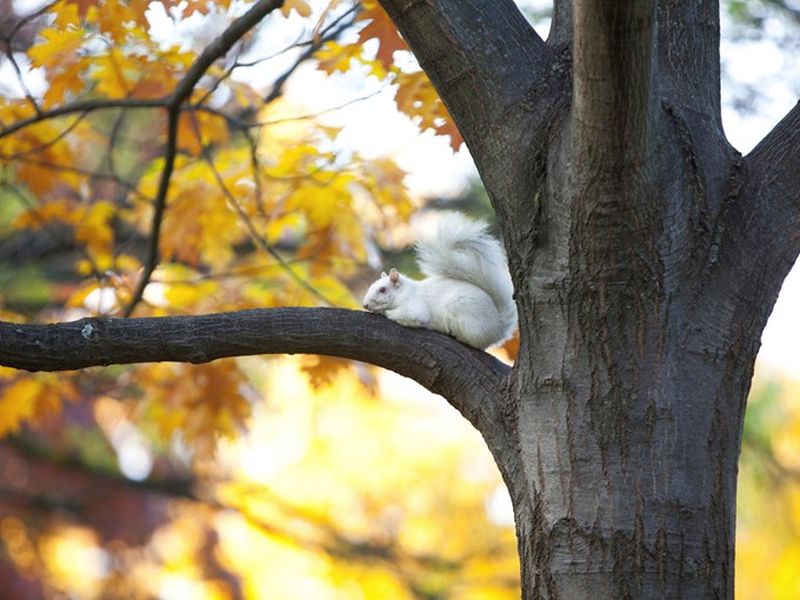 The Albino squirrels can be seen around the construction