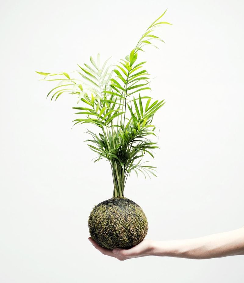 Kokedama by We Smell The Rain