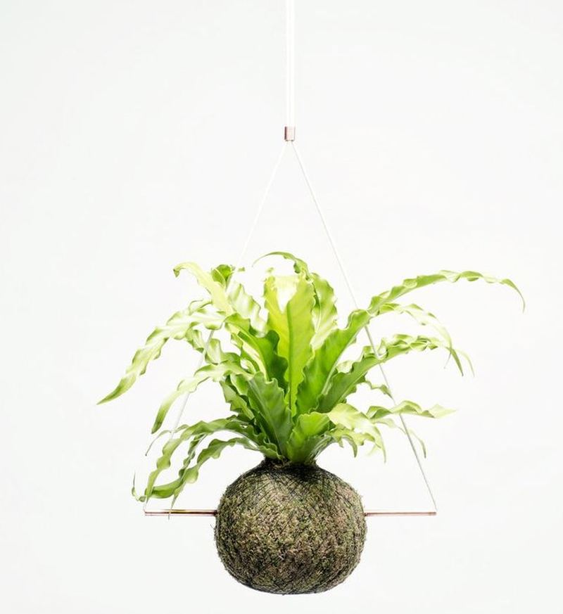 ‘We Smell The Rain,’ has upheld a daunting task to bring greenery with in our work and living spaces by inventing contemporary objects. ‘We Smell The Rain,’ is an Amsterdam-based design studio, established by designer Kim Band in 2014. Kim started this studio so that everyone can get an opportunity to convert their homes into a greener living space and inspire them to treat environment with compassion. With this objective in mind, the designer started experimenting with indoor plants, and finally launched her first collection named Kokedama. It is a Japanese word that inadvertently means moss ball, and is also known as a poor man’s bonsai. It is a technique of growing ornamental plants in a ball of soil covered with moss. Kim’s Kokedamas are 100 % handcrafted in Amsterdam, and are made out of quality material, because they require great care and attention to flourish. The designer has a large collection of Kokedama modern pots that are available in different sizes with various species of indoor plants planted in them. The studio also offers a collection of plant accessories, which not only help you to steed your Kokedamas at a desired place but also add glamor to your living area. These Kokedamas come with varied price tags from €45.00 (approx. $49.37) to €80.00 (approx. $87.76) and can be purchased at ‘We Smell The Rain.’