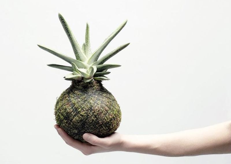 Kokedama by We Smell The Rain
