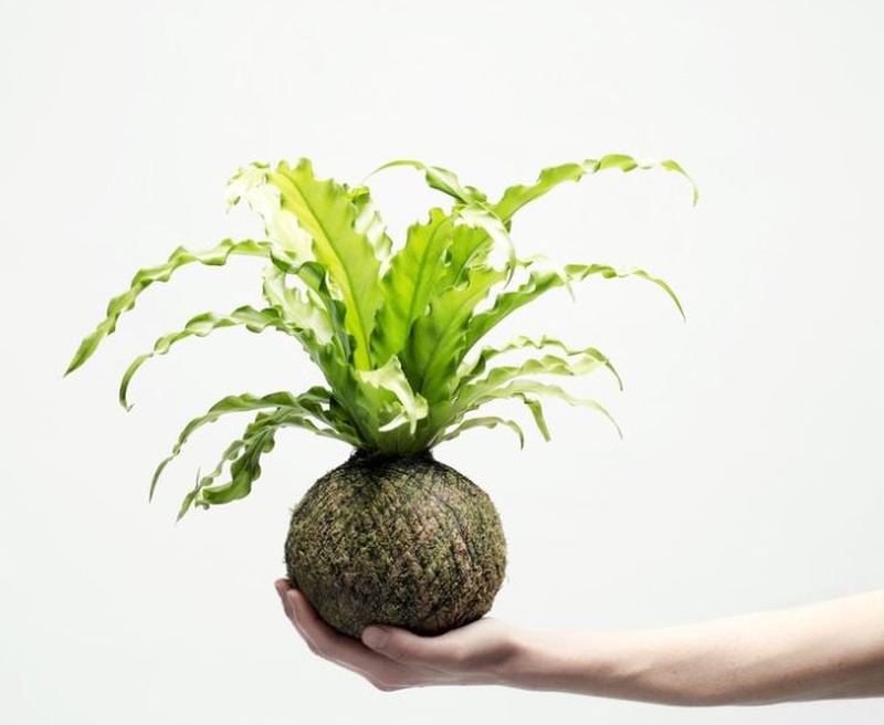 Kokedama by We Smell The Rain