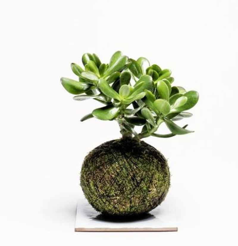 Kokedama by We Smell The Rain