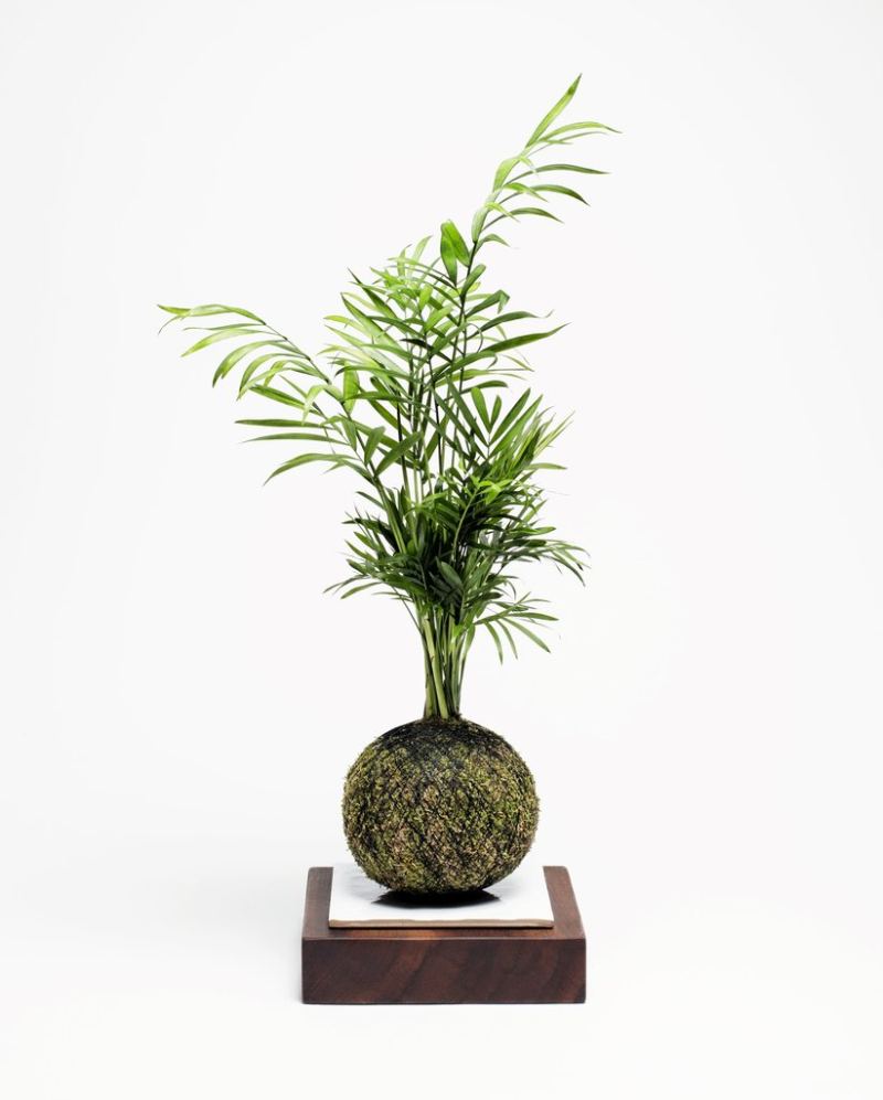 Kokedama by We Smell The Rain