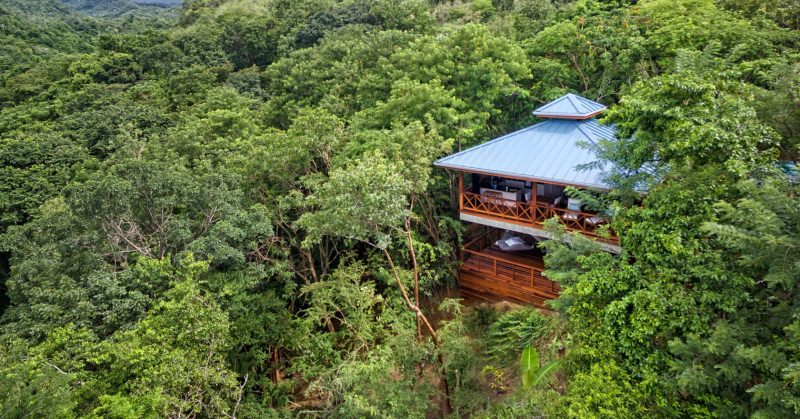 Nestled amidst the dense tree